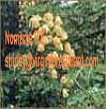 Nomame P.E. (Shirley At Virginforestplant Dot Com)